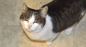 Katzen in der Küche